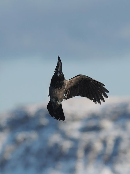 Varis, Hooded Crow, Corvus corone cornix